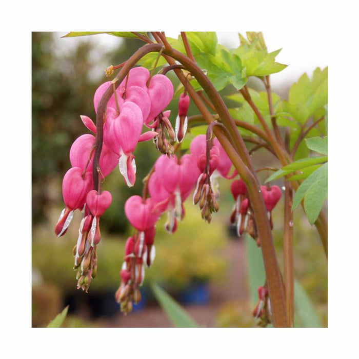 Coeur saignant - Dicentra spectabilis 'Valentine'