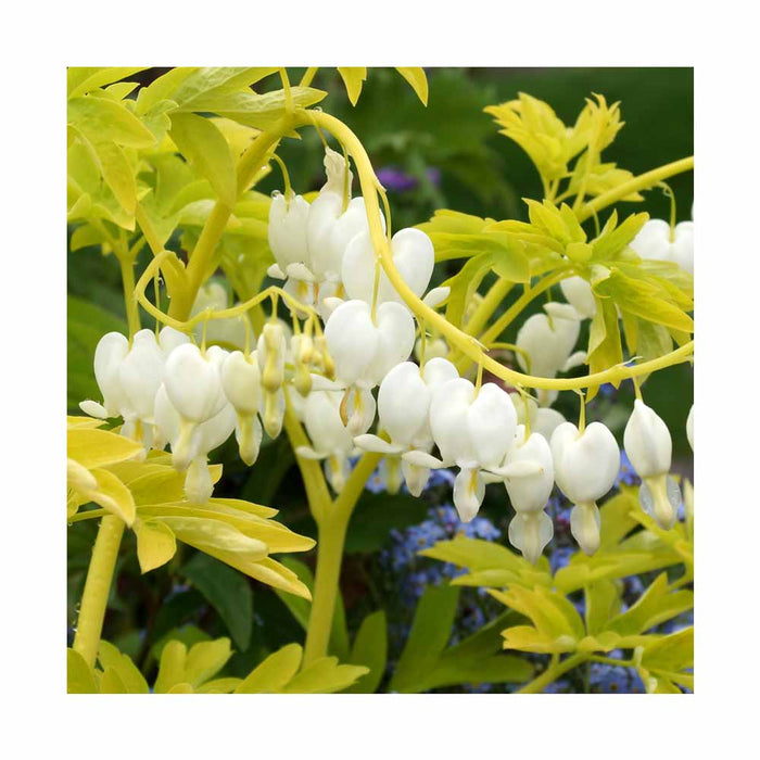 Coeur saignant - Dicentra spectabilis 'White Gold'