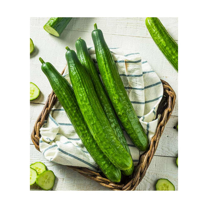 Concombre Anglais - Plant dans pot de 4 po