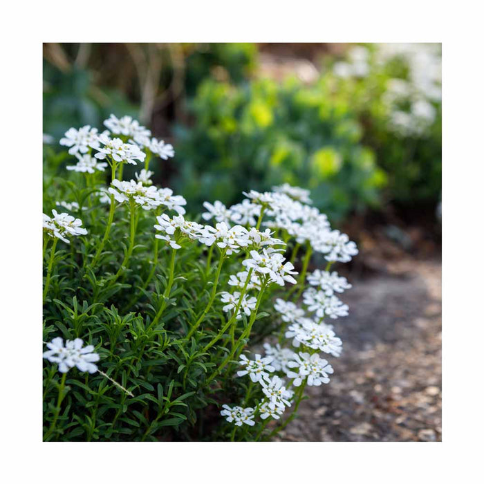 Corbeille d'argent blanc - Iberis sempervirens 'Snowsurfer Forte'