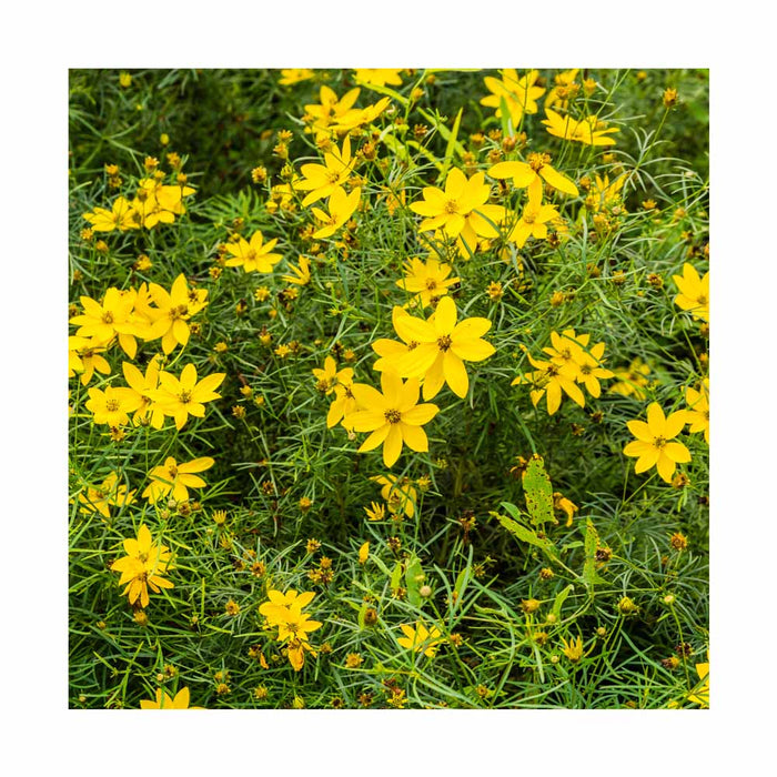 Coreopsis Verticillé - Coreopsis verticillata 'Mayo Clinic'