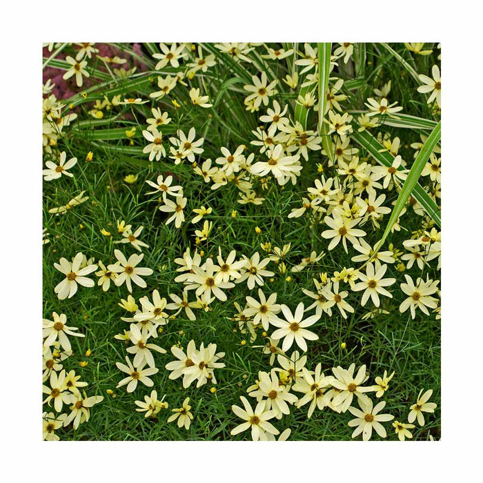 Coreopsis Verticillé - Coreopsis verticillata 'Moonbeam'