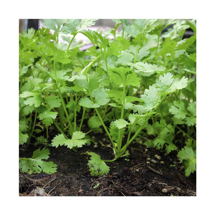 Coriandre - Plant dans pot de 4 po