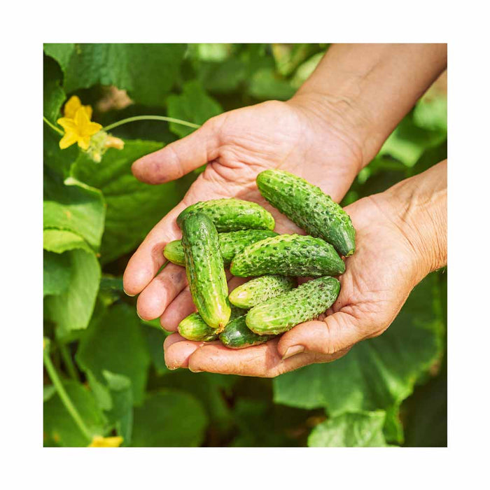 Cornichon (Pickles) - Plant dans pot de 4 po