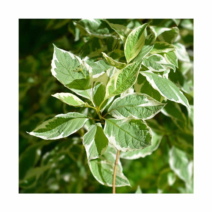 Cornouiller stolonifère - Cornus 'Silver & Gold'