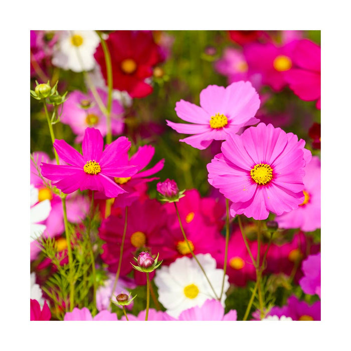 Cosmos 'Sonata Mix'- Caissette