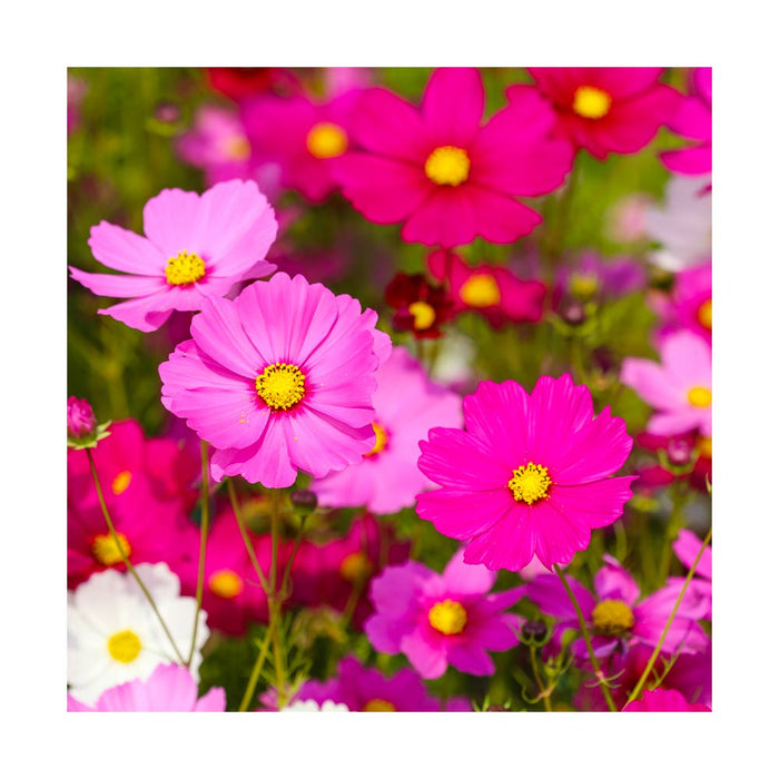 Cosmos 'Sonata Mix'- Caissette