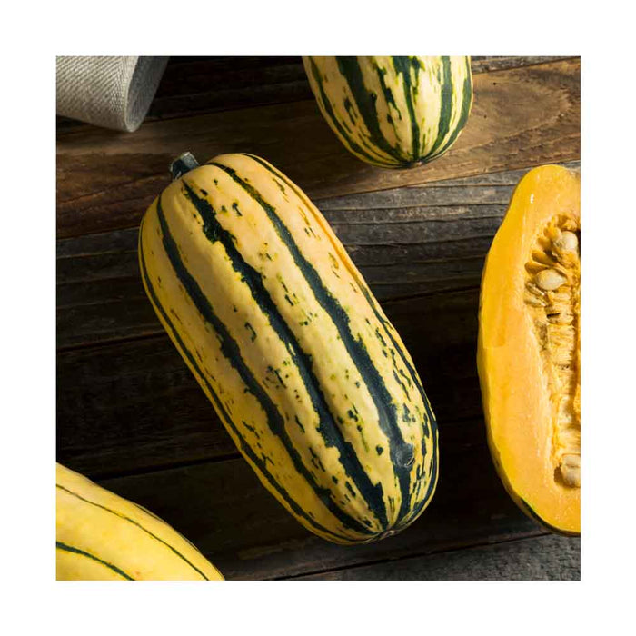 Courge Delicata - Plant dans pot de 4 po