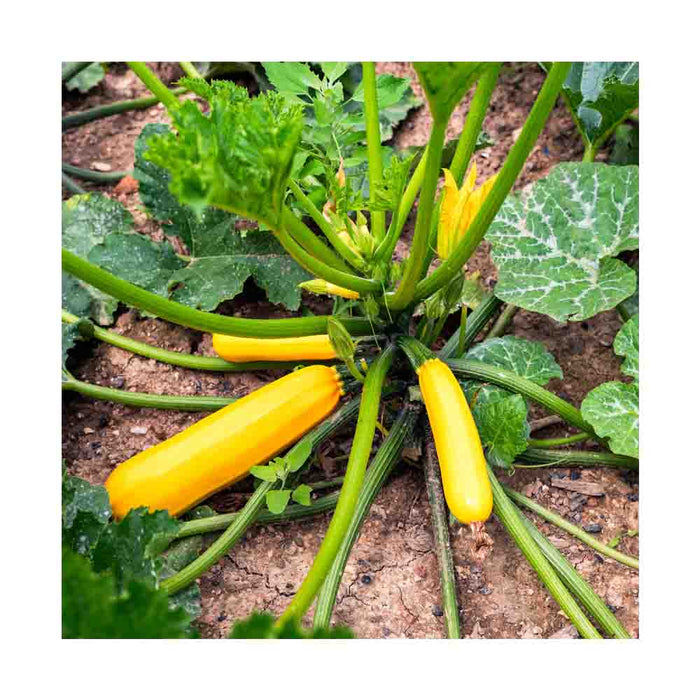 Courge Zucchini Jaune - Plant dans pot de 4 po
