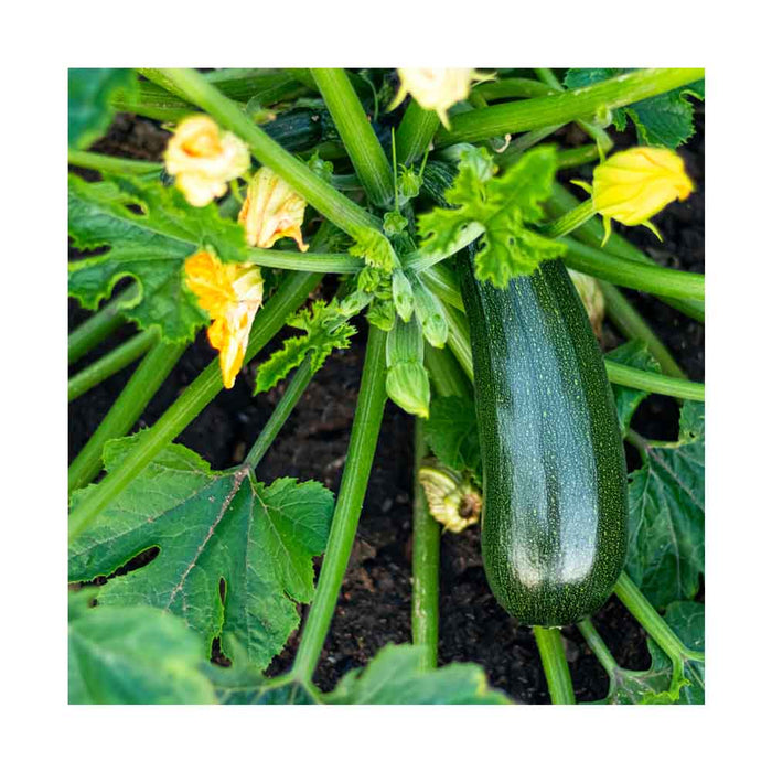 Courge Zucchini Verte - Plant dans pot de 4 po
