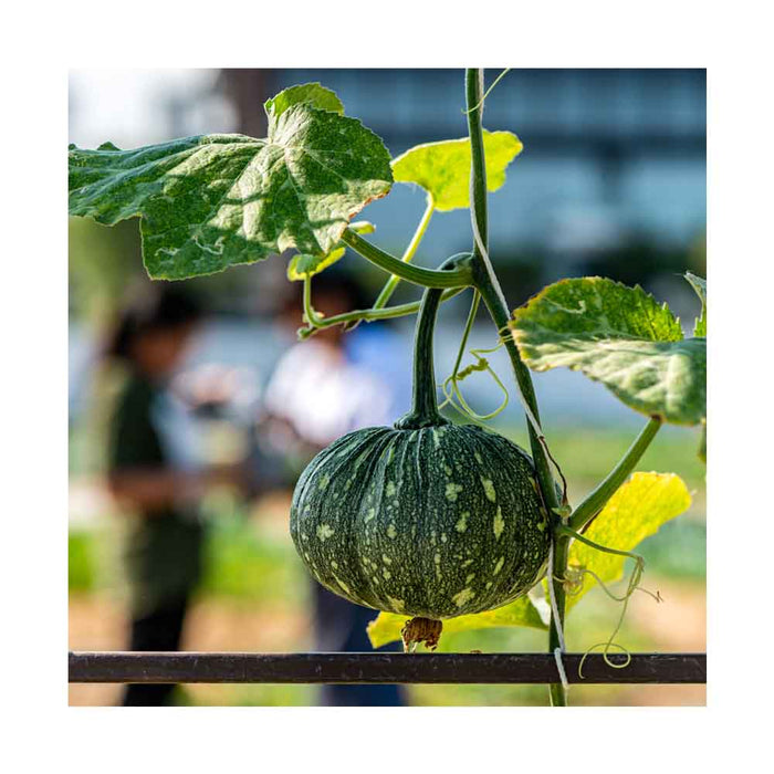 Courge Buttercup - Plant dans pot de 4 po
