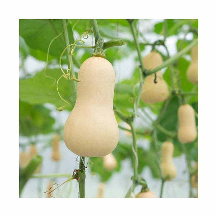 Courge Butternut - Plant dans pot de 4 po