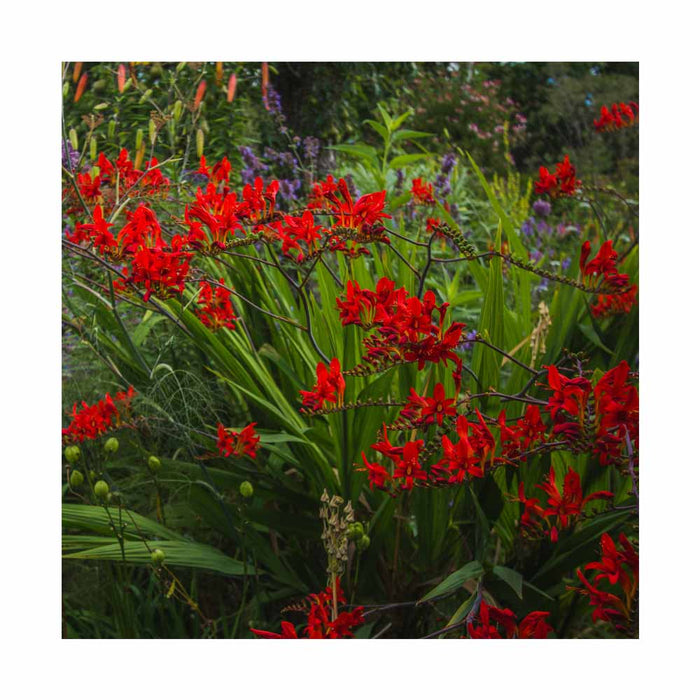 Crocosmie 'Lucifer' - Croscomia 'Lucifer'
