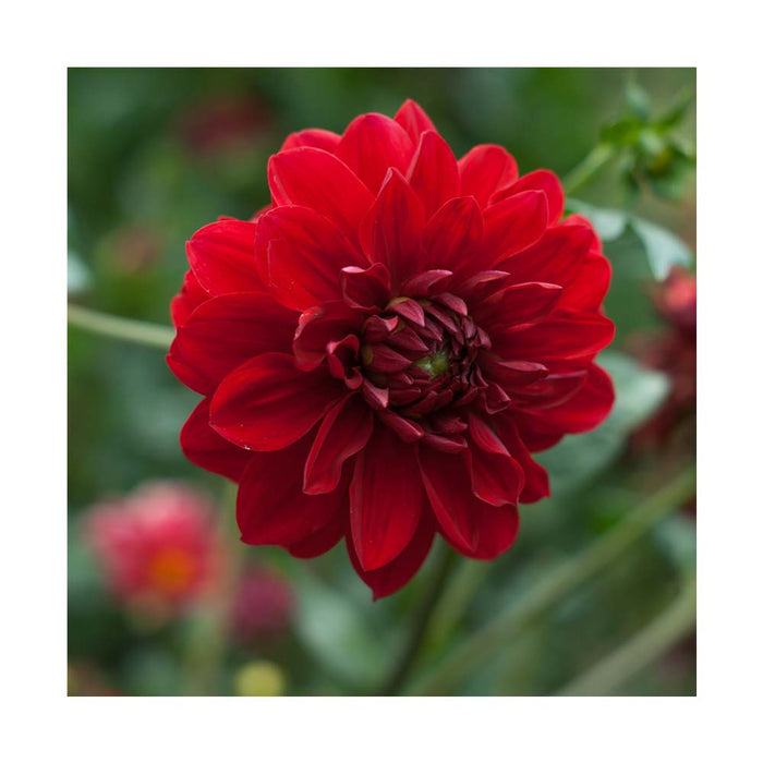 Dahlia Rouge Écarlate 'Tessy'- Pot de 5 po