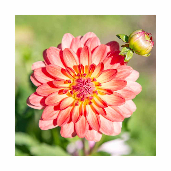 Dahlia 'Anna Saumon'- Pot de 5 po