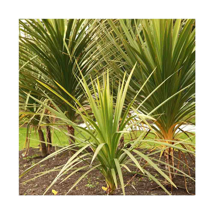 Dracaena 'Indivisa' - Pot de 4 po