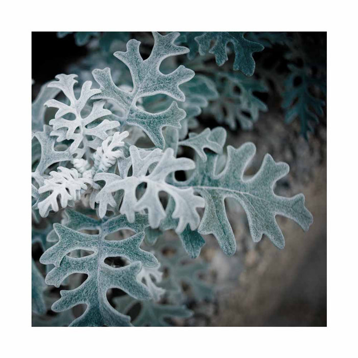 Dusty Miller 'Silverdust' - Caissette