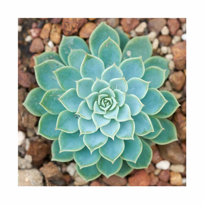 Echeveria Bleu Vert - Pot de 4 po