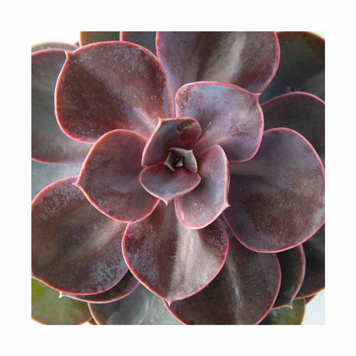 Echeveria Rose - Pot de 4 po