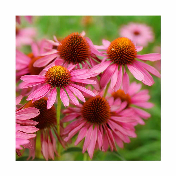 Échinacée 'Glowing Dream' - Echinacea 'Glowing Dream'
