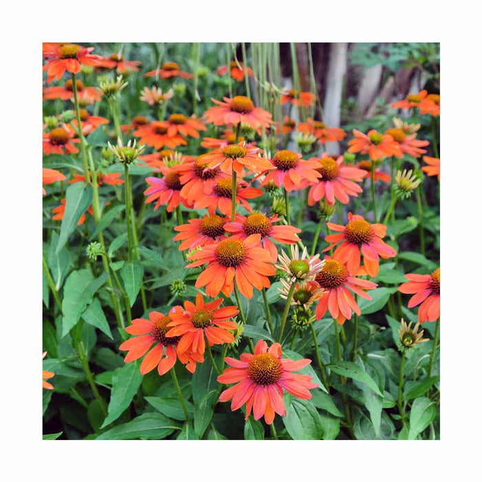 Échinacée 'Kismet Orange' - Echinacea 'Kismet Orange'