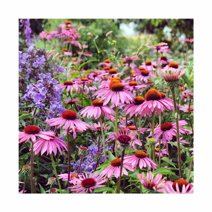 Échinacée purpurea 'Magnus Superieur' - Echinacea purpurea 'Magnus Superieur'