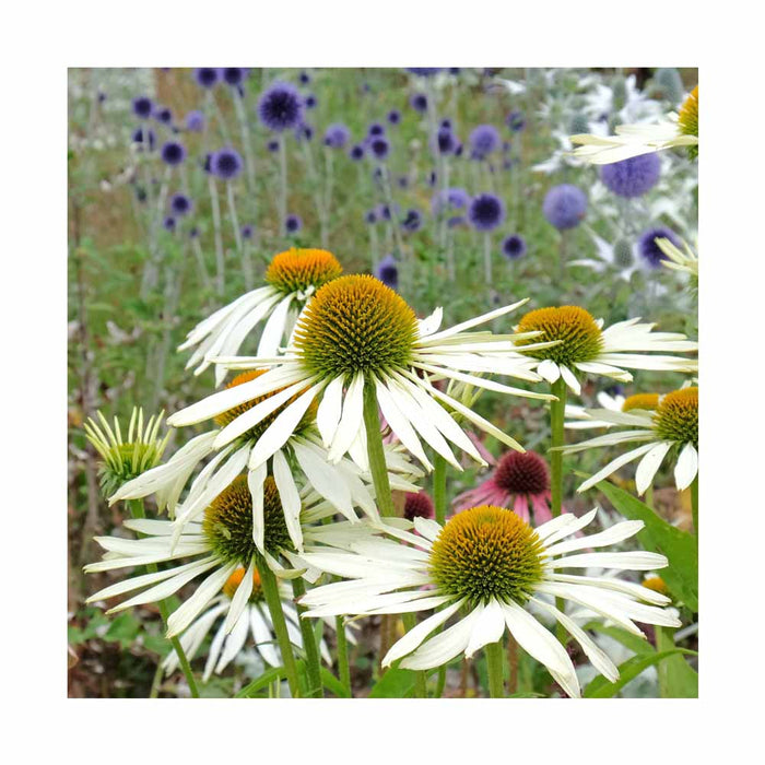 Échinacée purpurea 'White Swan' - Echinacea purpurea 'White Swan'