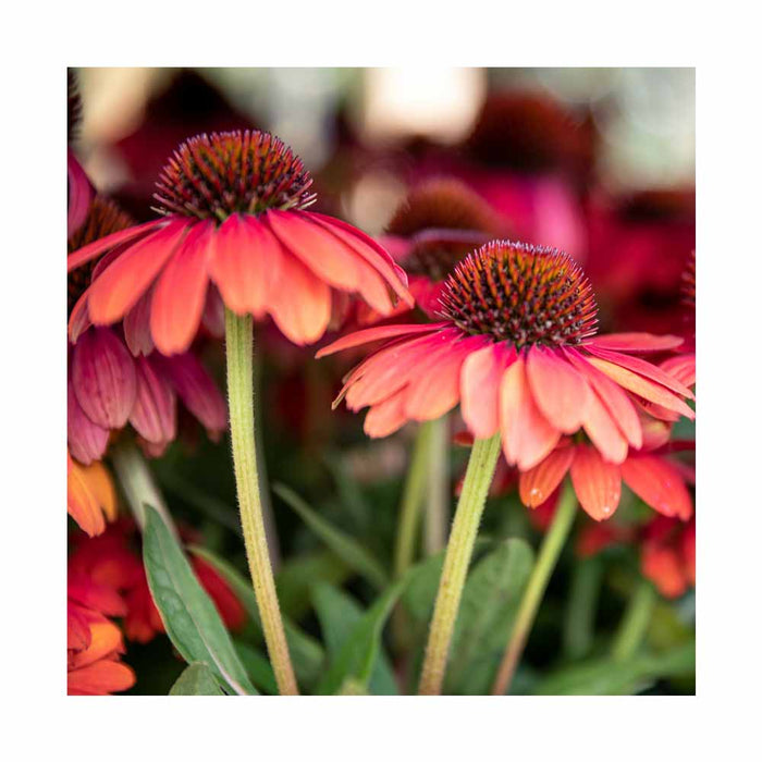 Échinacée sombrero 'Tres Amigo' - Echinacea sombrero 'Tres Amigo'