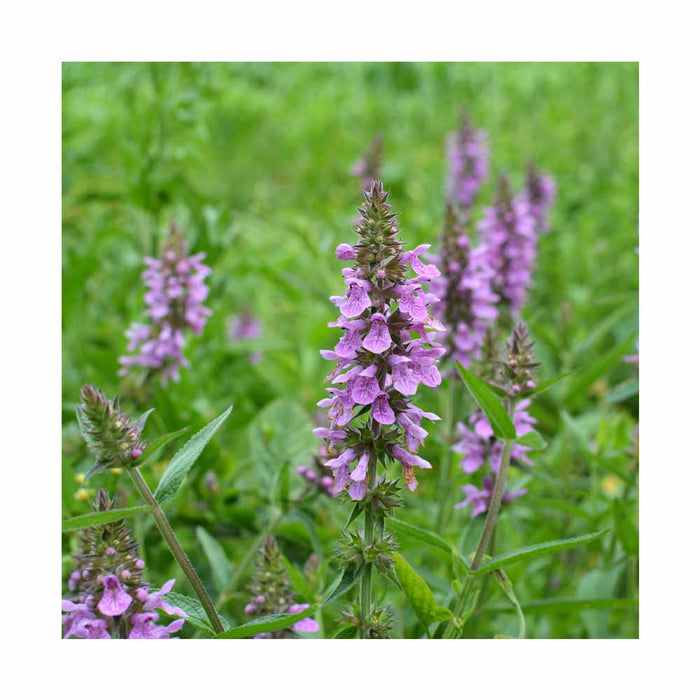 Épiaire - Stachys Minima