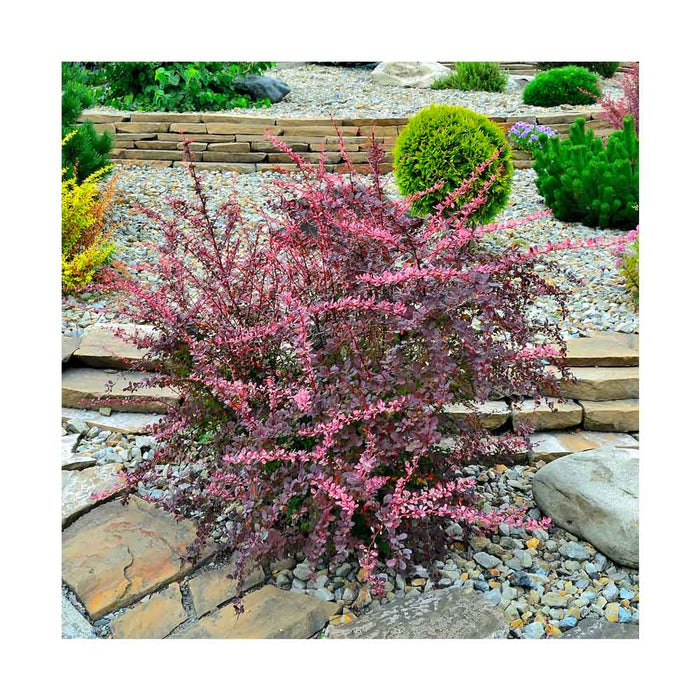 Épine-vinette 'Rose Glow' - Berberis thunbergii 'Rose Glow'
