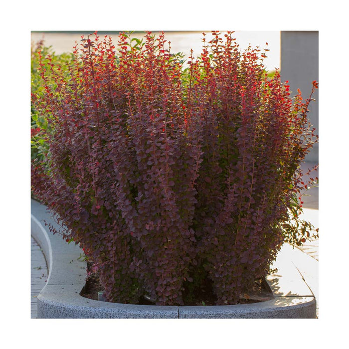 Épine-vinette 'Royal Burgundy' (gentry) - Berberis thunbergii 'Royal Burgundy' (gentry)