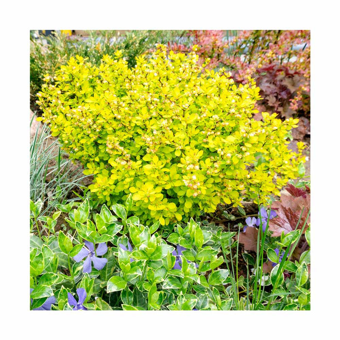 Épine-vinette naine - Berberis thunbergii 'Aurea Nana'
