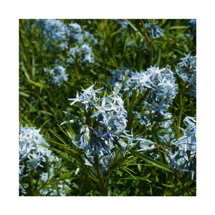 Étoile bleue 'Storm Cloud' - Amsonia 'Storm Cloud'