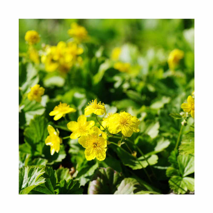 Faux fraisier jaune - Waldsteinia ternata
