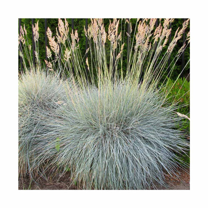 Fétuque bleue 'Elijah's Blue' - Festuca glauca 'Elijah's blue'