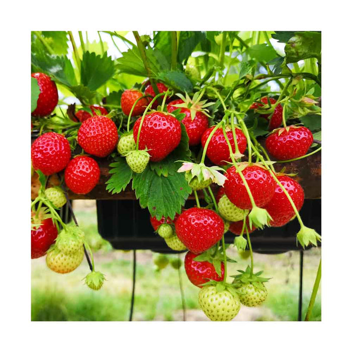Fraise - Jardinière (Panier Suspendu)