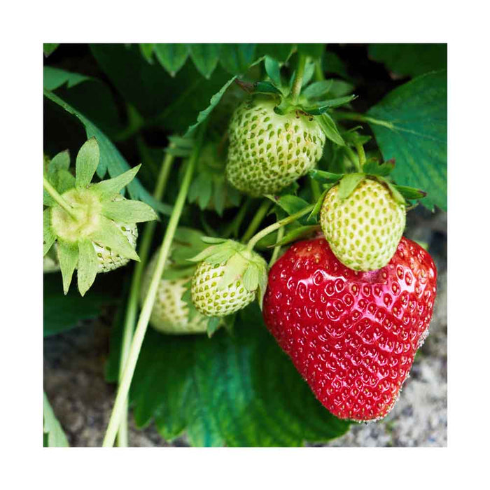 Fraises 4 saisons - Plant dans pot de 4 po