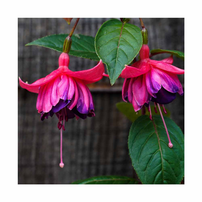 Fuchsia Arêtes 'Upright Lago Grande' - Pot de 4 po
