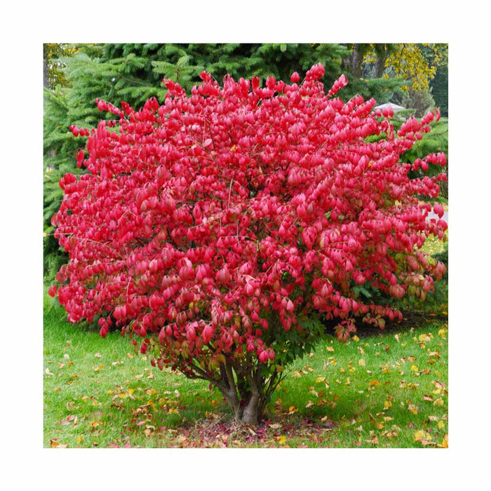 Fusain ailé nain - Euonymus alata 'Compacta'
