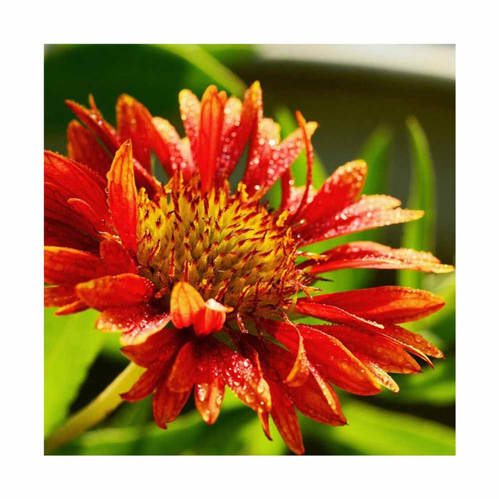 Gaillarde - Gaillardia 'Sunset Celebration'