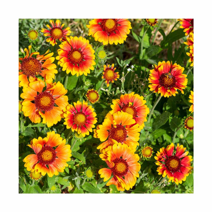 Gaillarde - Gaillardia 'Sunset Orange'
