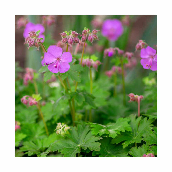 Géranium - Geranium cantabrigiense 'Karmina'