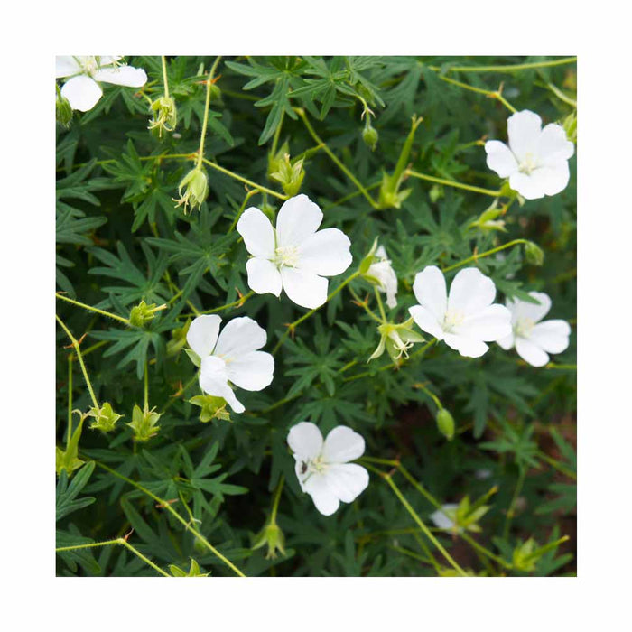 Géranium - Geranium sanguineum 'Album'
