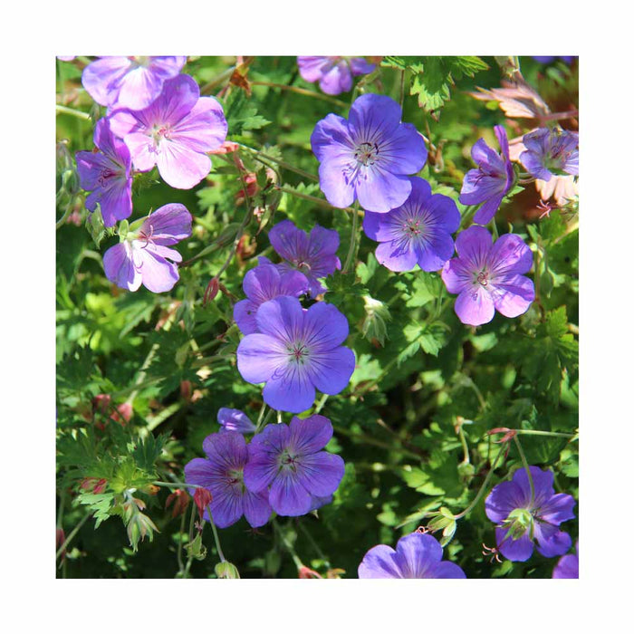 Géranium - Geranium sanguineum 'Rozanne'