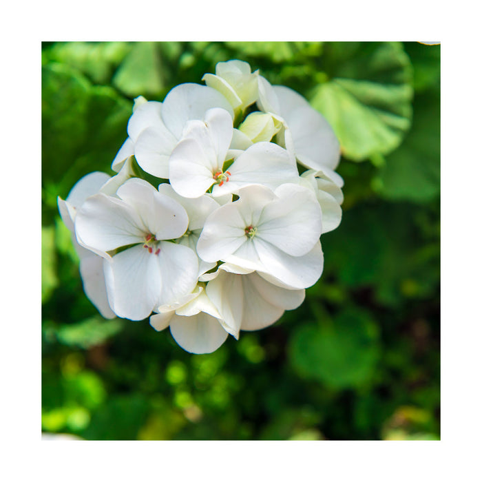 Géranium 'Moonlight White' - Pot de 4 po