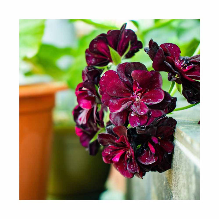 Géranium Lierre Bourgogne - Pot de 4 po