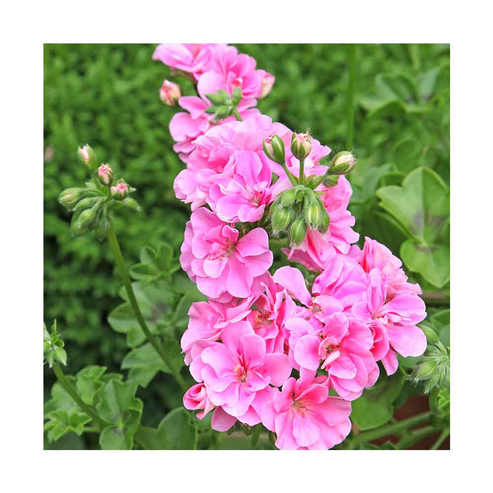 Géranium Lierre 'Lavande Amethyst' - Pot de 4 po