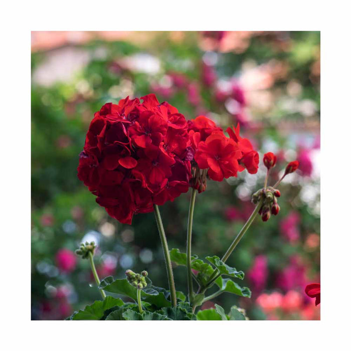 Géranium 'Calliope Dark Red' - Pot de 4 po