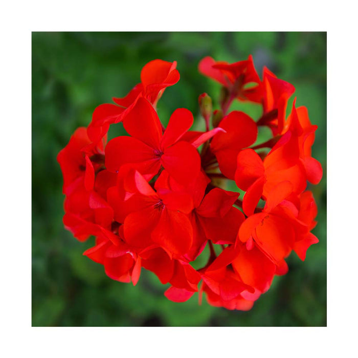Géranium 'Crystal Palace' - Pot de 4 po