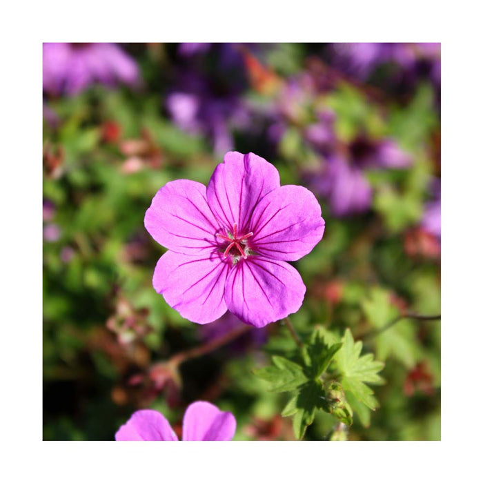 Géranium 'Moonlight Lavender' - Pot de 4 po
